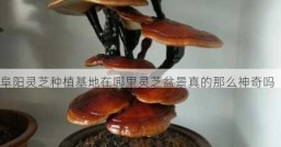 阜阳灵芝种植基地在哪里灵芝盆景真的那么神奇吗