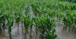 玉米种植方法怎么做好才能避免积水