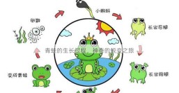 青蛙的生长过程，神奇的蜕变之旅