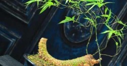 盆景竹子的种类，哪种最适合我