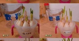 种大蒜的正确方法，浇太多水会烂根吗
