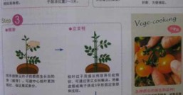 番茄怎么种植方法，番茄怎么种植注意事项