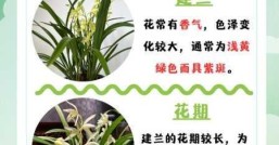 兰花花期多长时间，和品种有关吗