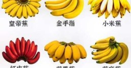 香蕉成熟，怎么判断香蕉熟了