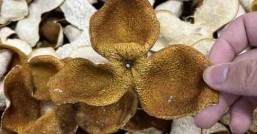 梅江陈皮，  它到底稀缺在哪里