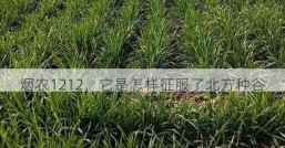 烟农1212，它是怎样征服了北方种谷