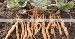 地黄怎么种植多少钱一斤，地黄怎么种植视频