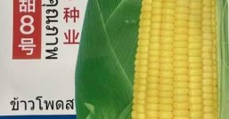 太阳花8号甜玉米种子价格玉米种子价格2023