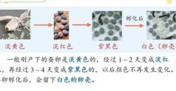 蚕卵孵化，  孵化时间要多久呢