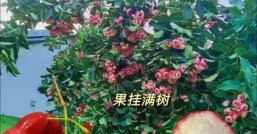 莲雾什么季节成熟什么时候才能吃到新鲜的莲雾