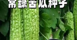 适合夏季种的蔬菜，种什么蔬菜能收获一整个夏天