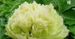 豆绿牡丹，为什么豆绿这么稀有