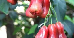 莲雾季节什么品种的莲雾在夏天最受欢迎