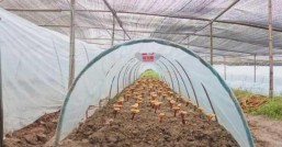 达州灵芝种植基地在哪去看看就知道