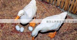 鹅怎么养鹅蛋怎么卖才赚钱