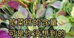 红苋菜，到底有多营养