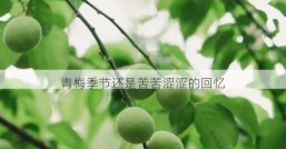 青梅季节还是苦苦涩涩的回忆