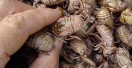 蝉蜕价格行情蝉蜕价格最新行情