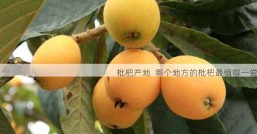 枇杷产地  哪个地方的枇杷最值得一尝