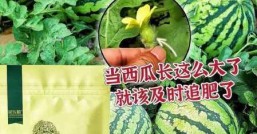 西瓜怎么种植要先选什么品种