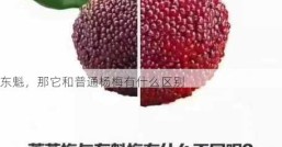 东魁，那它和普通杨梅有什么区别