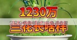 兰花价格表哪些兰花值得收藏