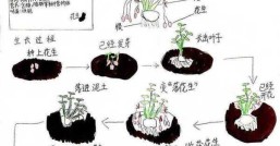 花生的种植方法与时间与田间管理，花生的种植方法步骤
