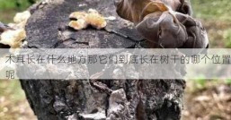 木耳长在什么地方那它们到底长在树干的哪个位置呢