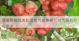 莲雾种植技术和适宜气候条件它对气候有什么要求
