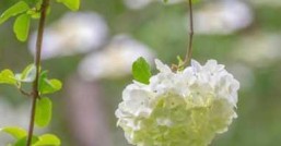 四月开什么花哪些花最适合拍照