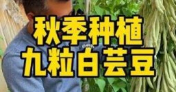 白芸豆种植技术与管理怎样才能让它长得又大又饱满