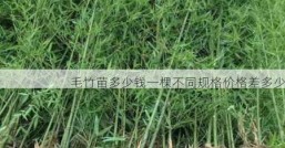 毛竹苗多少钱一棵不同规格价格差多少