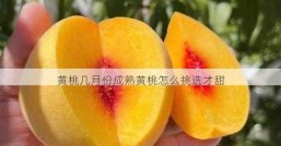 黄桃几月份成熟黄桃怎么挑选才甜