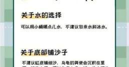 养乌龟的注意事项，  夏天要不要给它加冰块