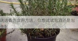 迷迭香的食用方法，你想试试泡酒还是泡茶呢