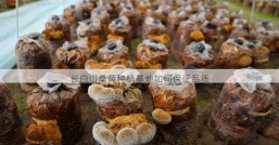 长白山桑黄种植基地如何保证品质