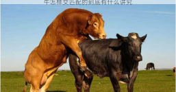 牛怎样交匹配的到底有什么讲究