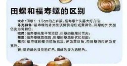 田螺和螺蛳的区别你更喜欢哪种味道