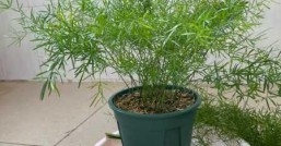 天门冬怎么种植  天门冬怎么修剪才能长得更漂亮