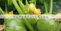 西葫芦是南瓜吗它们有关系吗