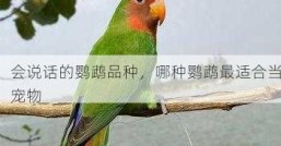 会说话的鹦鹉品种，哪种鹦鹉最适合当宠物