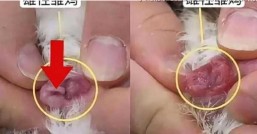 小鸡怎么分公母看鸡爪就能猜对