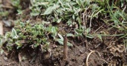 北虫草种植技术与回收回收的时候要注意哪些细节