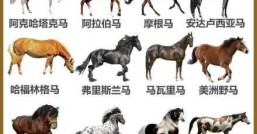 马的尾巴，马尾巴和马属有什么关系