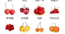 樱桃有哪些品种  哪个品种最适合你
