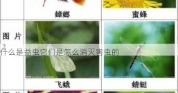 什么是益虫它们是怎么消灭害虫的