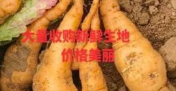 鲜地黄多少钱一斤  哪里收购地黄价格最高