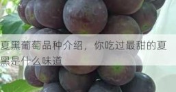 夏黑葡萄品种介绍，你吃过最甜的夏黑是什么味道