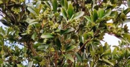八角种植基地在哪里广西哪个县的八角种植面积最大