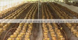 硕沃农业桑黄种植基地  硕沃农业基地教你轻松上手